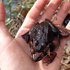 Wood Frog