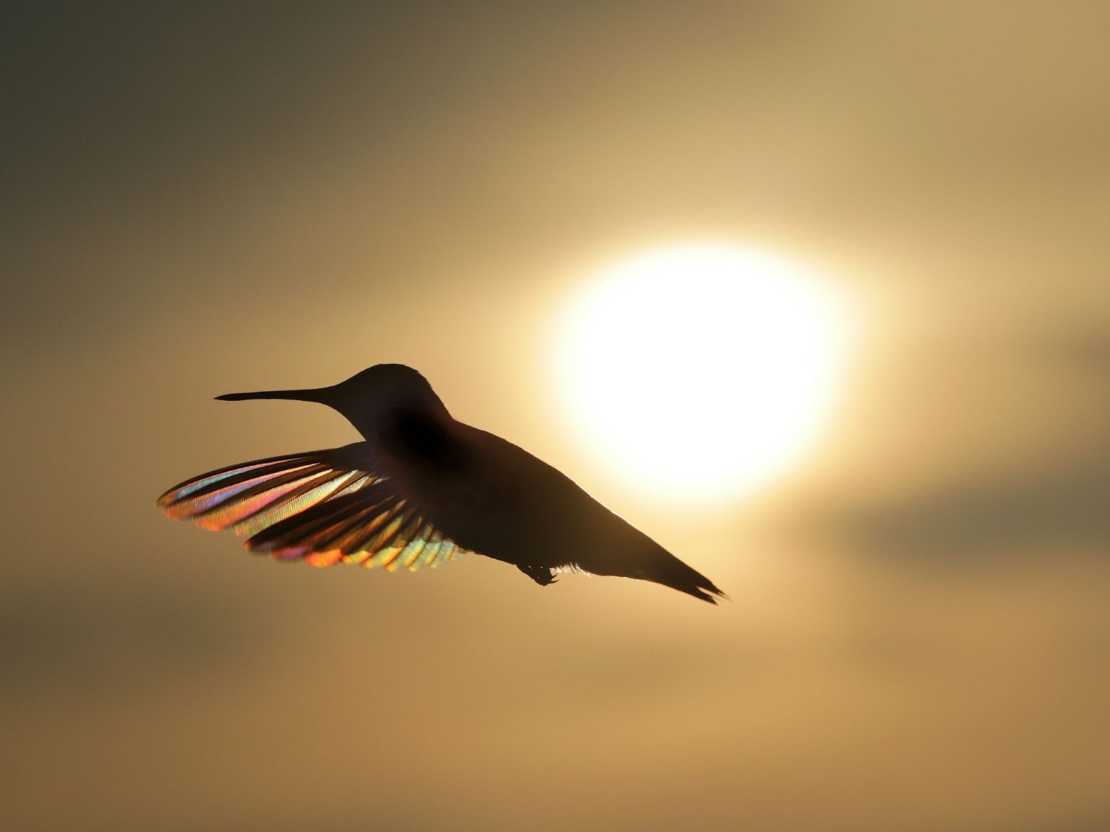 a colorful-wing hummingbird caught flying on sunset