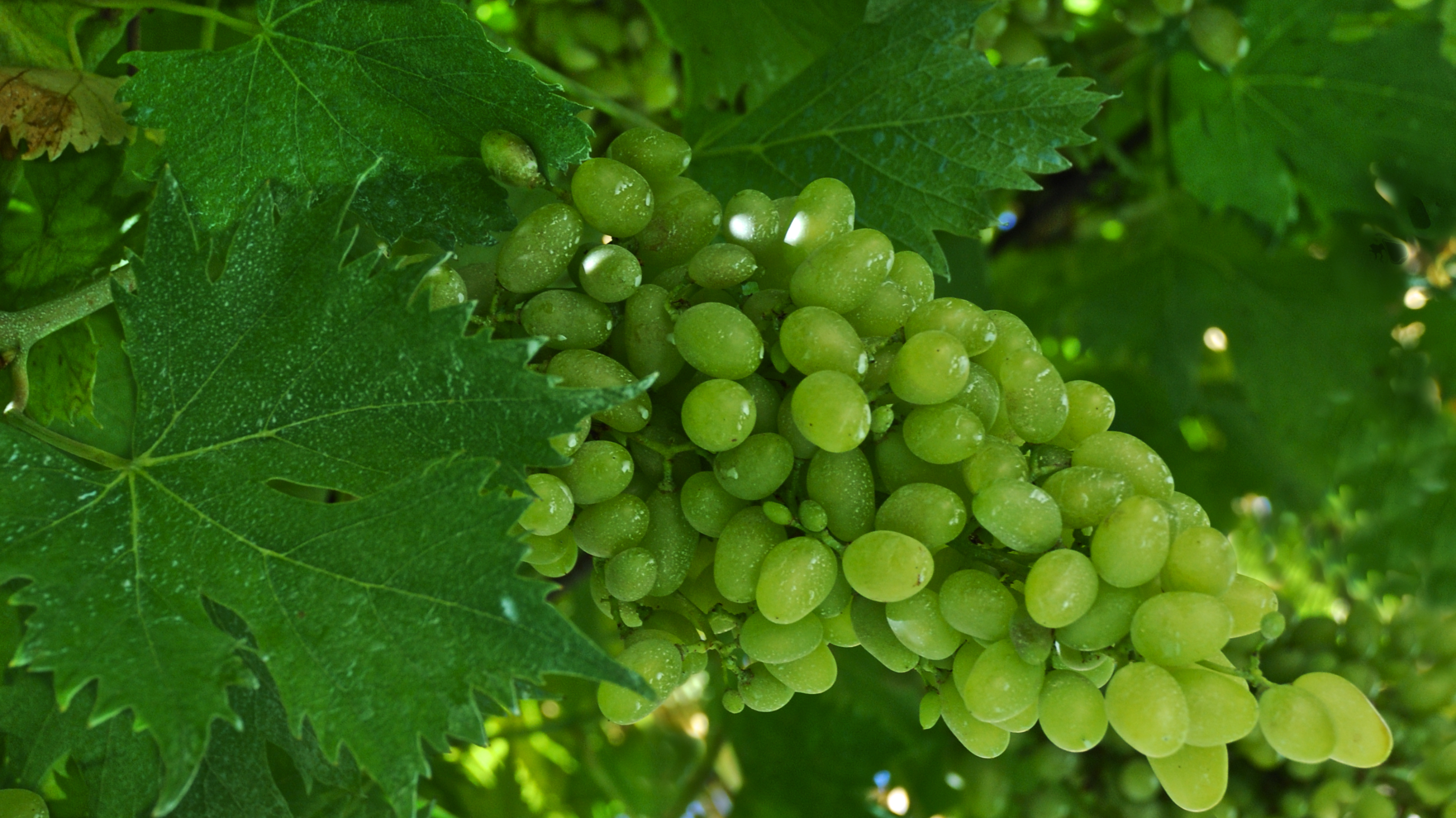 Green grapes di luiker