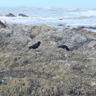 Oystercatcher