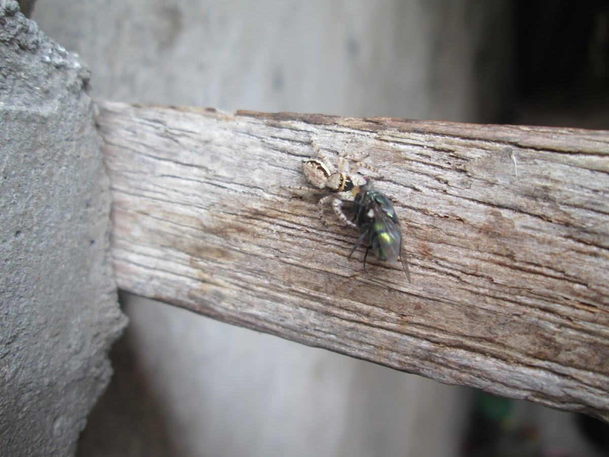 Jumping Spider