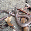 Slowworm