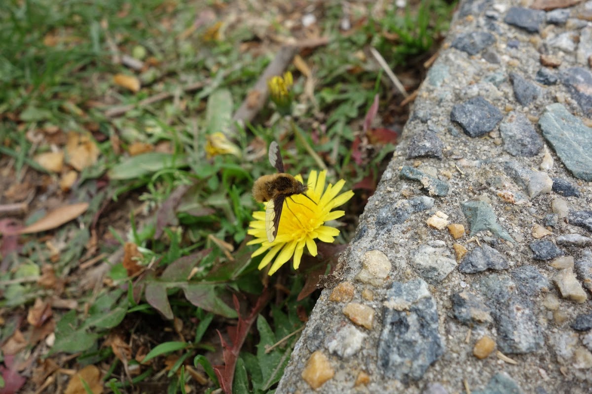 Bee fly