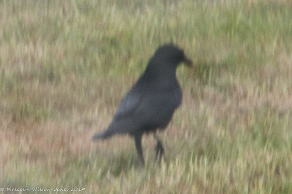 Jackdaw