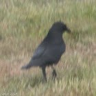 Jackdaw