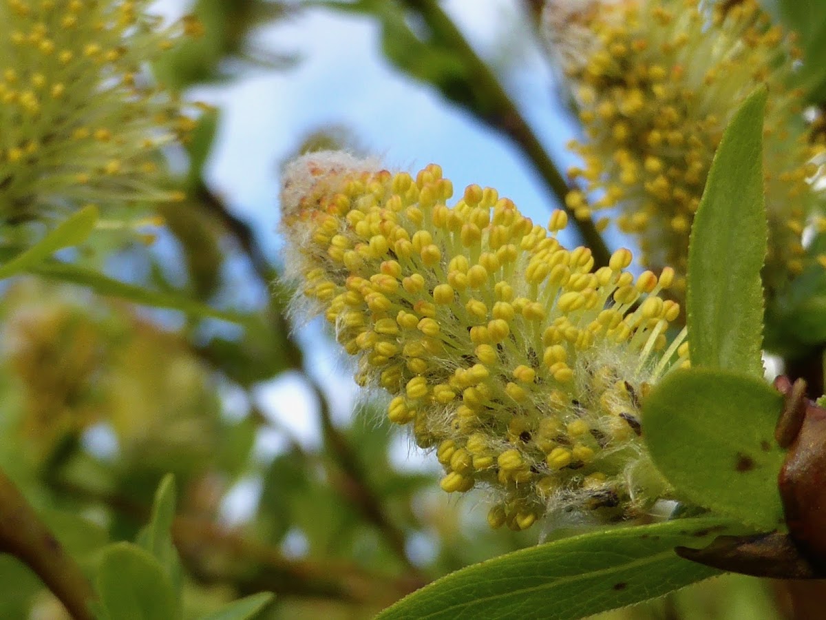 Barclay's Willow