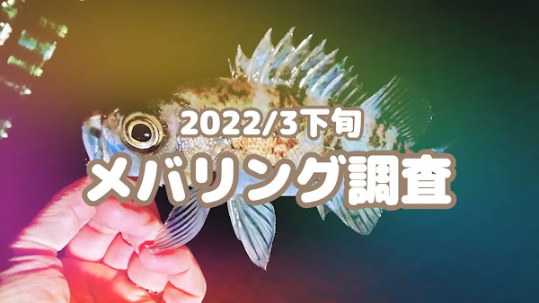 ポキオ輪業商会 横浜 メバリング 調査