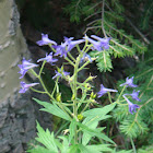 Early Larkspur