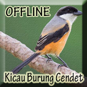 Kicau Burung Cendet Juara  Icon