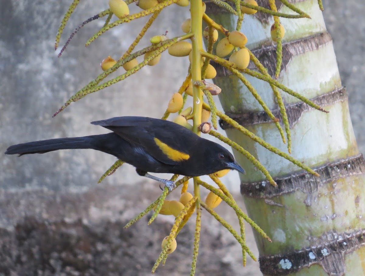 Variable Oriole