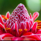 Torch lily or torch ginger
