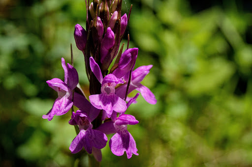 Dactylorhiza elata