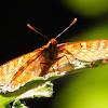 Marsh Fritillary; Doncella de ondas