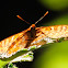 Marsh Fritillary; Doncella de ondas