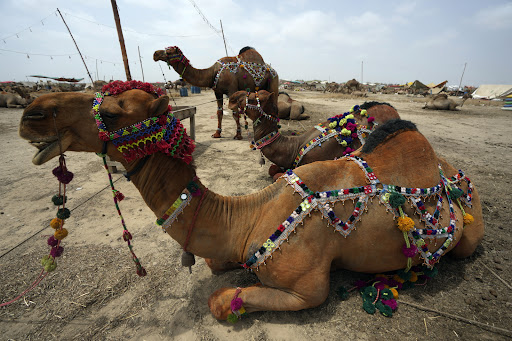 Pakistanci ukrašavaju kamile za prodaju