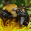 Eastern Carpenter Bee