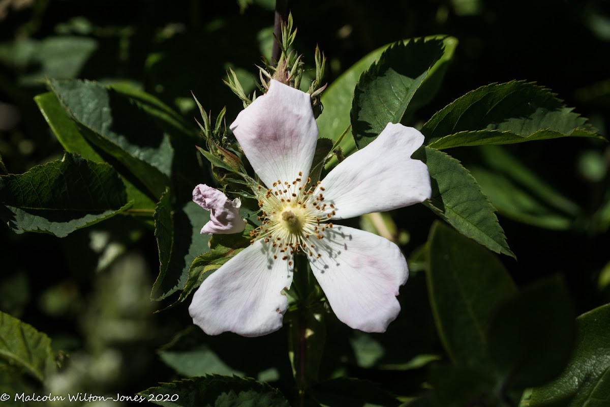 Dog Rose