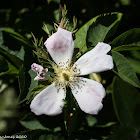 Dog Rose