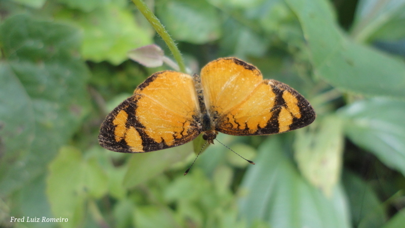 Apricot Crescent