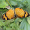 Apricot Crescent