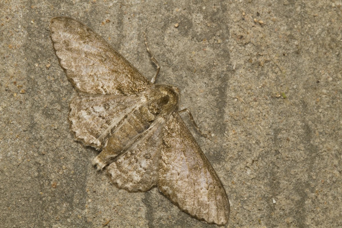 Geometer Moth