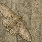 Geometer Moth