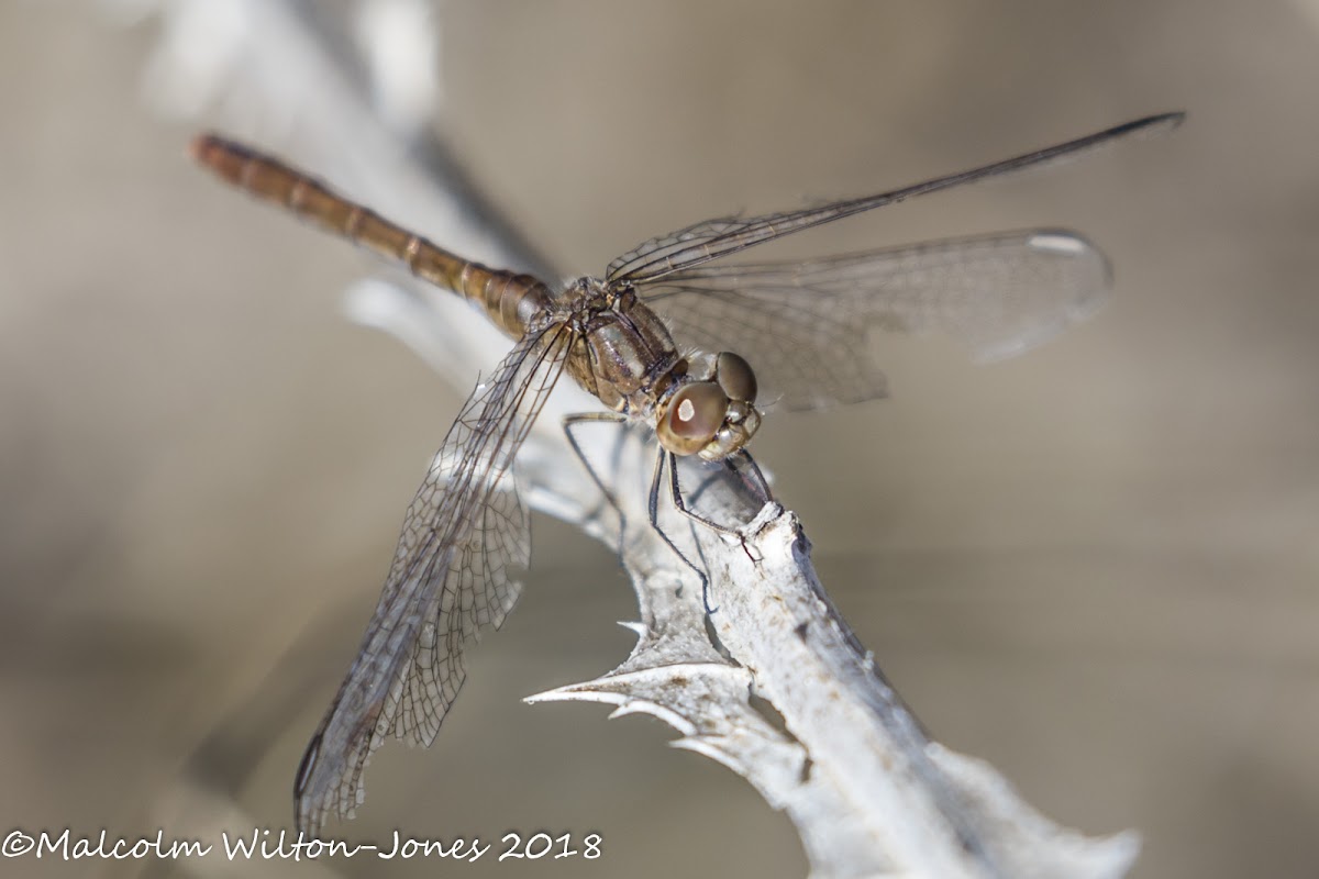 Desert Darter