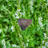 Banded Hairstreak