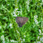 Banded Hairstreak