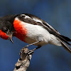 Red-capped Robin