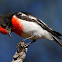 Red-capped Robin