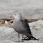 Heerman's Gull