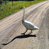 Trumpeter Swan