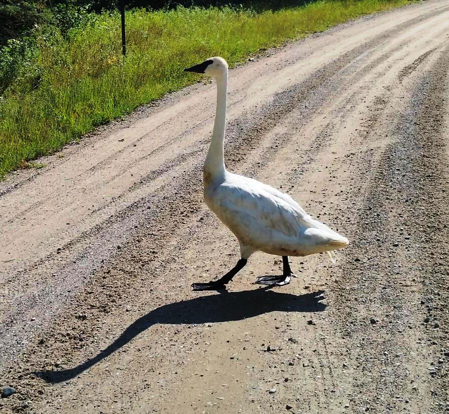 Trumpeter Swan