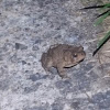 eastern american toad