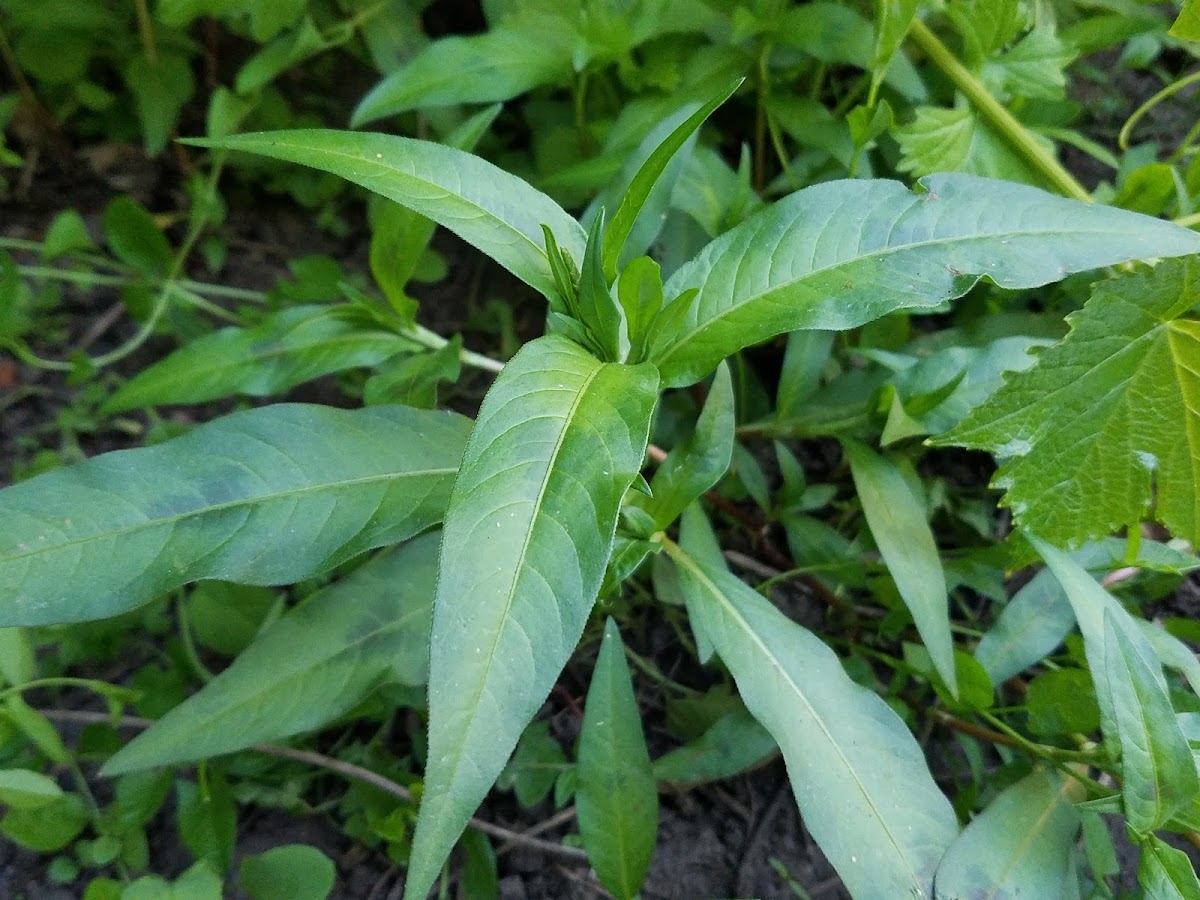 Pale Smartweed