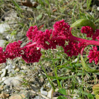 Foxtail amaranth  (Αμάραντος)