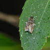 Tortrix 捲葉蛾