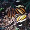 Ethilia longwing(mating)