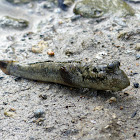 Mudskipper