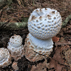 unknown burnt marshmallow mushroom