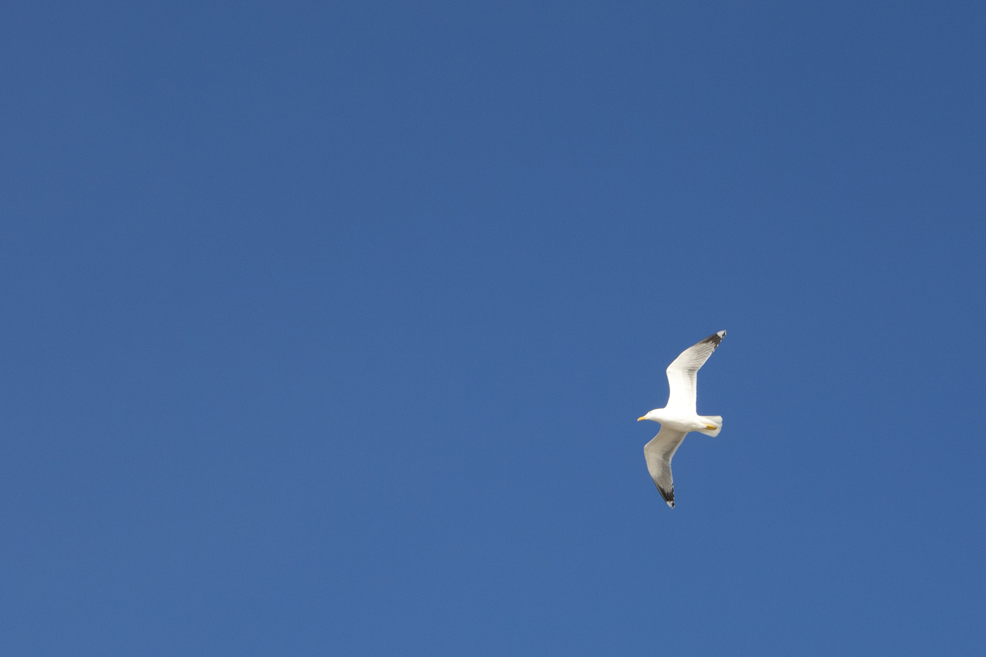 (...) volare nel cielo infinito di annalongo74