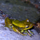 Meadow Tree Frog