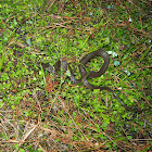 Yellow-spotted Keelback