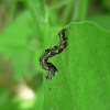 Geometrid Caterpillar