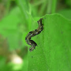 Geometrid Caterpillar