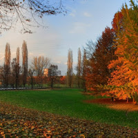 Alberi d'autunno di 