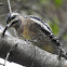 Yellow-bellied Sapsucker