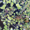 Thin-Legged Wolf Spider