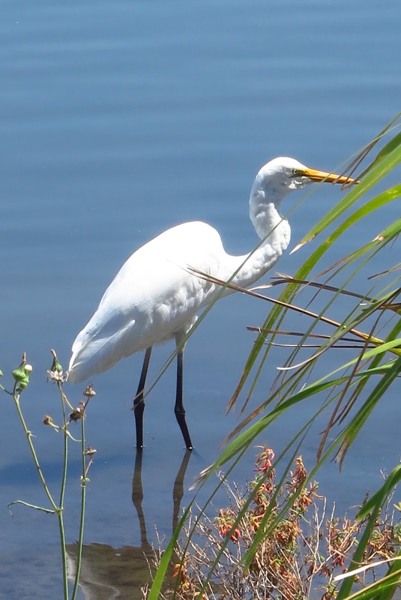 Eastern Great Egret (with non-breeding plumage)